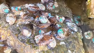 Abalone and starfish are in abundance at the beach! by Beachcomber Zhang 6,709 views 3 weeks ago 10 minutes, 37 seconds