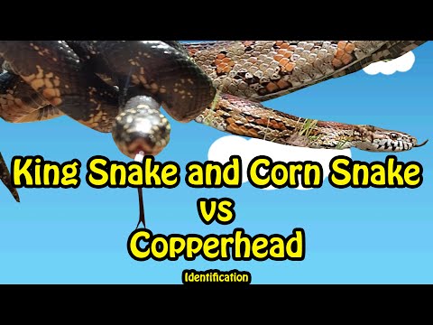 Corn snake vs Copperhead (identification)
