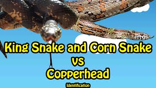 Corn snake vs Copperhead (identification)