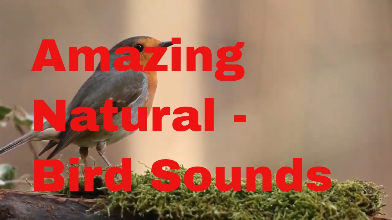 Amazing Natural Bird Sounds birds YouTube