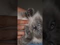 Cat Mental Health & Lifespan Impact | Cats Health | #catshorts #catlover #felinehealth #kitten