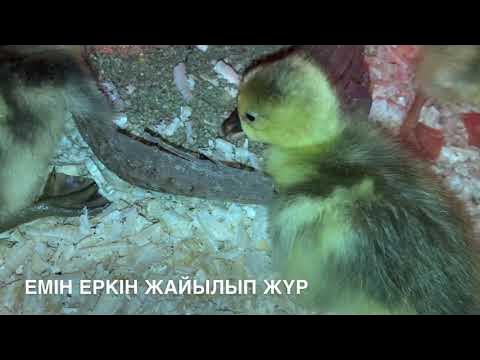 Мен ұзақ уақыт бойы жыныстық қатынасқа түспедім. Менің денемде не өзгерді? Дора Вентер шағын порнода