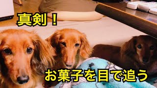 【dog】食いしん坊軍団！【ミニチュアダックスフンド】お菓子から目が離せない！