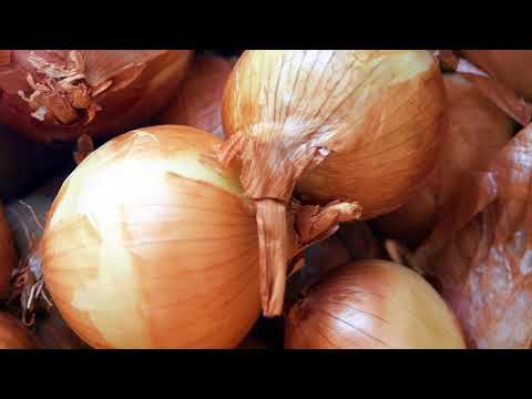 Video: Vjelja e farave të selinos: Mësoni si t'i kurseni farat e selinos