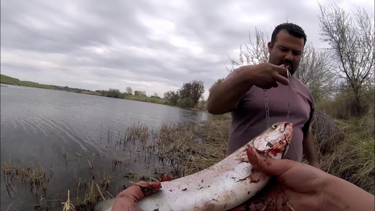 Rainbow Trout Fishing Dalton Lake, WA, USA YouTube