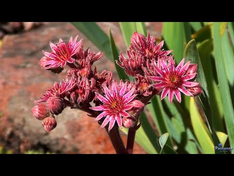 Видео: Где находится ботанический сад луговых жаворонков?