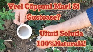 100% Bio Fertilizer Solution For Strawberries Homemade Fast Use