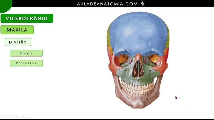 Nervo Maxilar completo - Anatomia Humana - Anatomia 