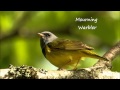 Wisconsin Warblers