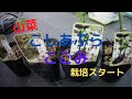 【山菜】こしあぶら・こごみの栽培始めます