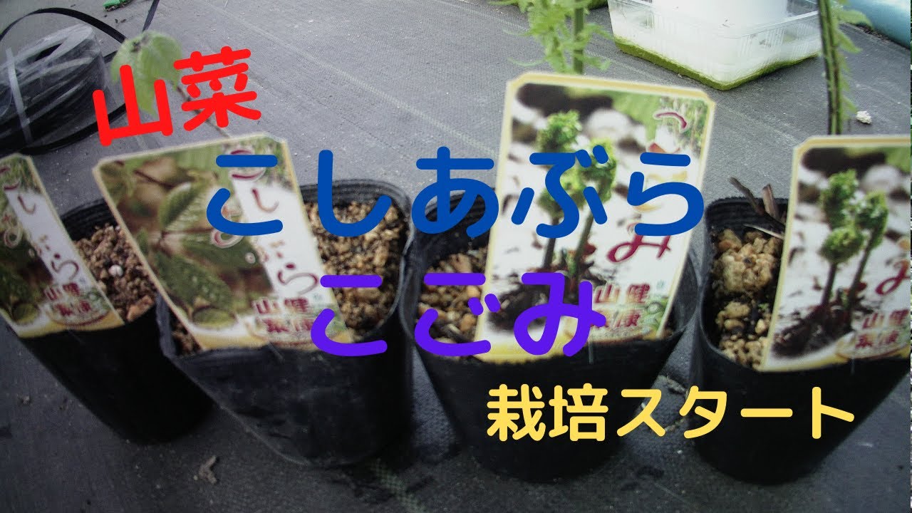【山菜】こしあぶら・こごみの栽培始めます
