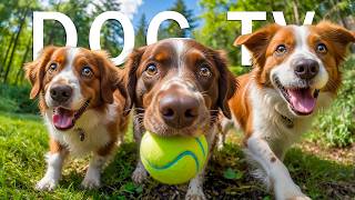 DOG TV: Best Entertainment Videos for Dogs Home Alone | Calming Music for Dogs All Day