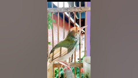 suara prenjak lumut gacor#shorts