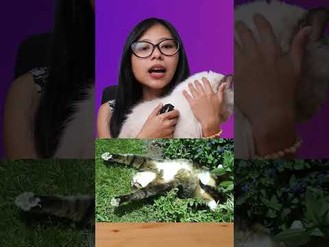 Video: Apakah kucing suka mint?