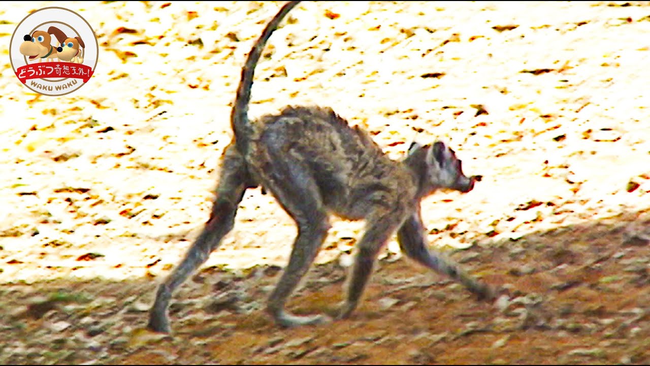 【厳しい自然】病気になり痩せ細ったワオキツネザル。群れからはぐれた彼の決断は…【どうぶつ奇想天外／WAKUWAKU】