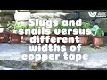 Copper tape in different widths against slugs and snails