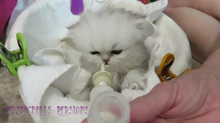Watch the video about 18 08 17 Feeding Persian Kitten Obi Wan