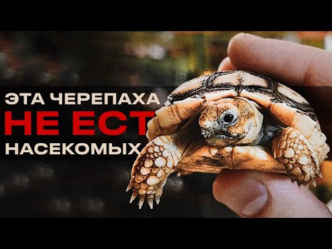 Видео: Домашний уход