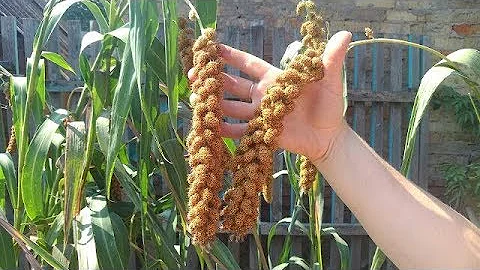 Уборка чумизы и несколько советов.