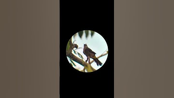 Zooming on bird through spotting scope #ZoomingSeries #photography #zoomtest #birds