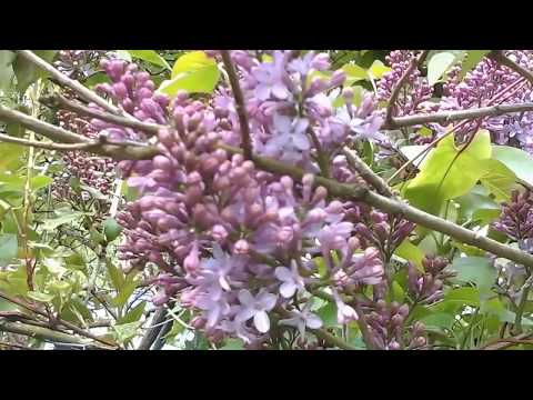Video: Houseplant Repotting - Tswv yim Rau Repotting Houseplants