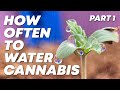 How often should I water my Cannabis Plants? Part 1: Variables