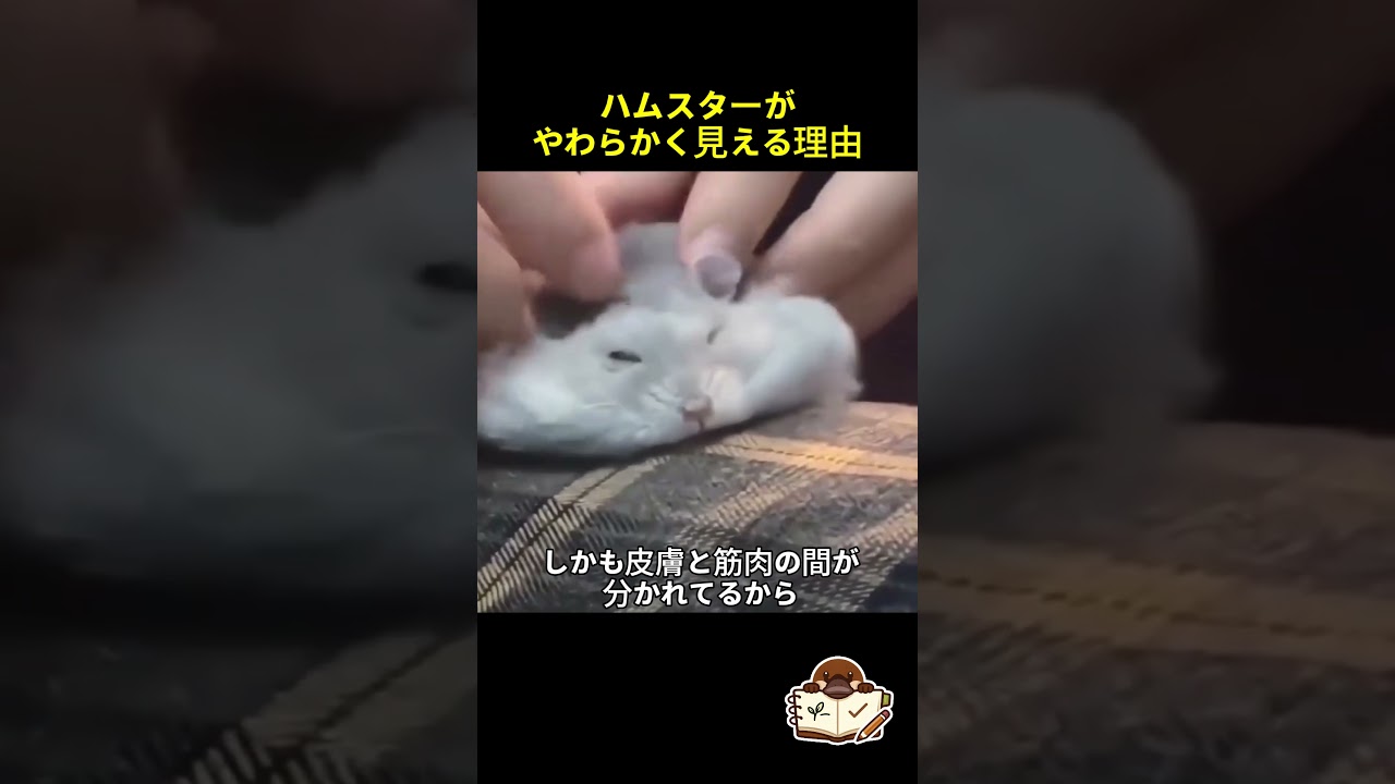 ハムスターの体が異常に伸びる理由…実は進化の結果だった