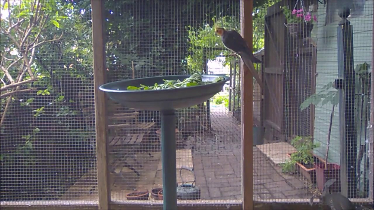 The New Aviary Feeding Station - YouTube