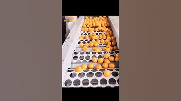Orange size sorting machine 🍊 🤯. #mindblowing #satisfyingvideo #shorts