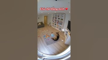 Chú chó thông minh dũng cảm đã cứu em bé. #funny #pets #dongvat #animals #viral #sora2
