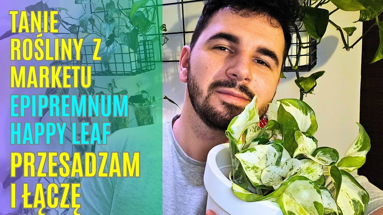 Tanie rośliny z DINO🌿  | EPIPREMNUM | Rośliny doniczkowe | Rośliny domowe