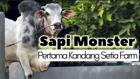 Kedatangan Sapi Monster Di Kandang Setia Farm