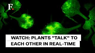 Japan: Scientists Capture Plants "Talking" to Each Other for the First Time