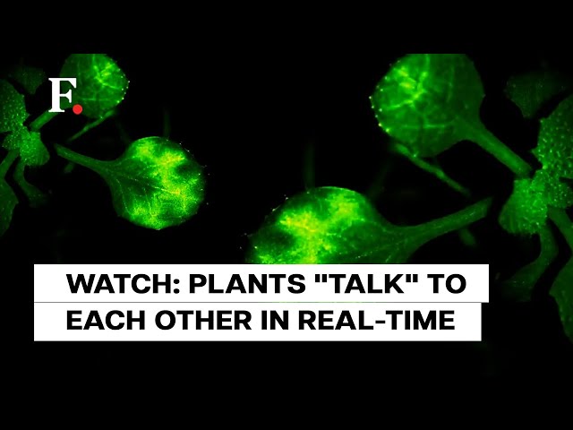 Japan: Scientists Capture Plants 