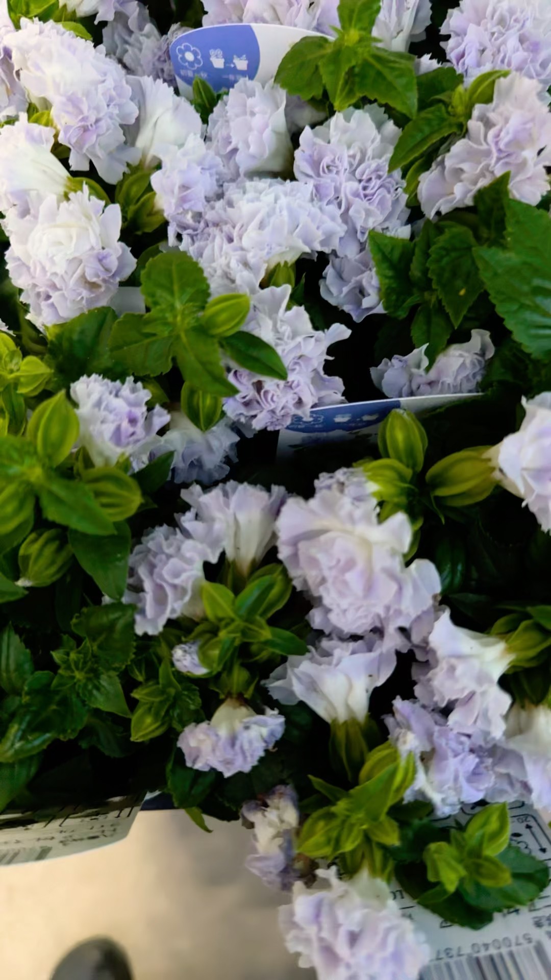 Today's New Flower Arrivals🌸June 11, 2026 - YouTube
