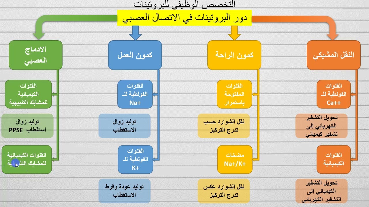دور البروتينات في الاتصال العصبي 2025