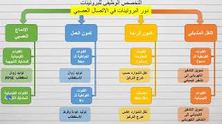 ملخص وحدة دور البروتينات في الاتصال العصبي + أفكار التمارين + حل تمرين النص العلمي باك 2022