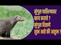 मुंगूस पाहिल्यावर काय करावे ? | मुंगूस दिसणे शुभ आहे की अशुभ l