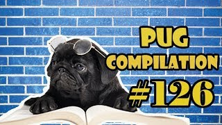 Funny Dogs but only Pug Videos | Pug Compilation 126 - InstaPugs - MIX 103-88