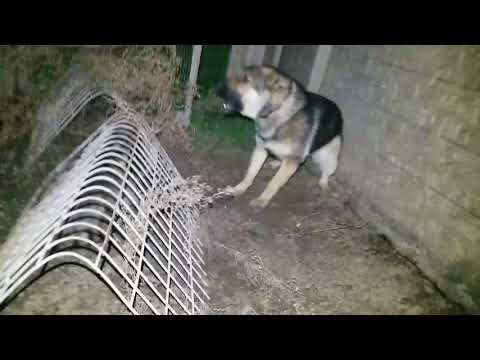 Dog vs Raccoon, Fight at Night