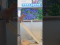 디지털 나비와 고양이(치즈) #김포고양이카페 #김포놀거리 #구래동놀거리#모여봐요고양이카페#The Cat and the Butterfly