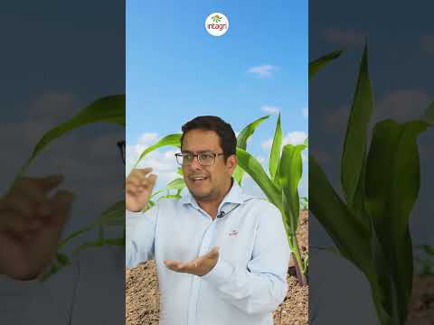 Vídeo: Què és el conreu intercalat a l'agricultura?