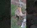 #kaatne bala #Bandar ka jalwa #chadaide #funny #video