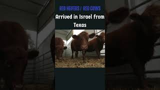 5 Red Heifers Red Cows In Israel Are Going To Secriefice For Rebuilding Of Third Temple