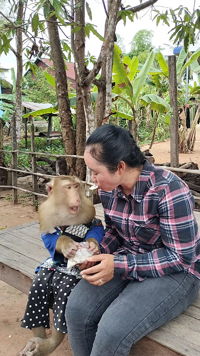 Great SokYaa,OG, ToTo Animals Are So Awesome #shorts