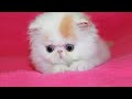 Persian Kittens Are Too Cute - Cute Persian Kitten Videos || NEW