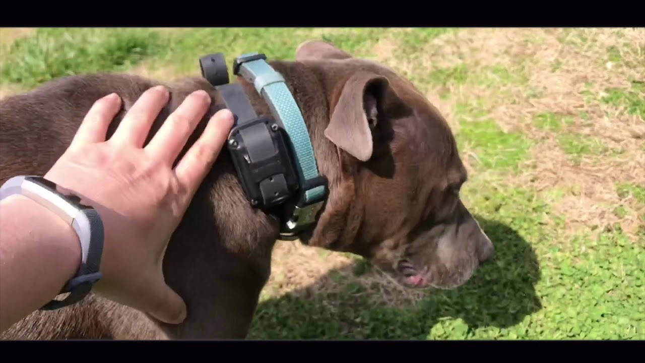 6 Mo Old Pitbull, Beckett Pitbull Dog Trainers Greenville SC Dog