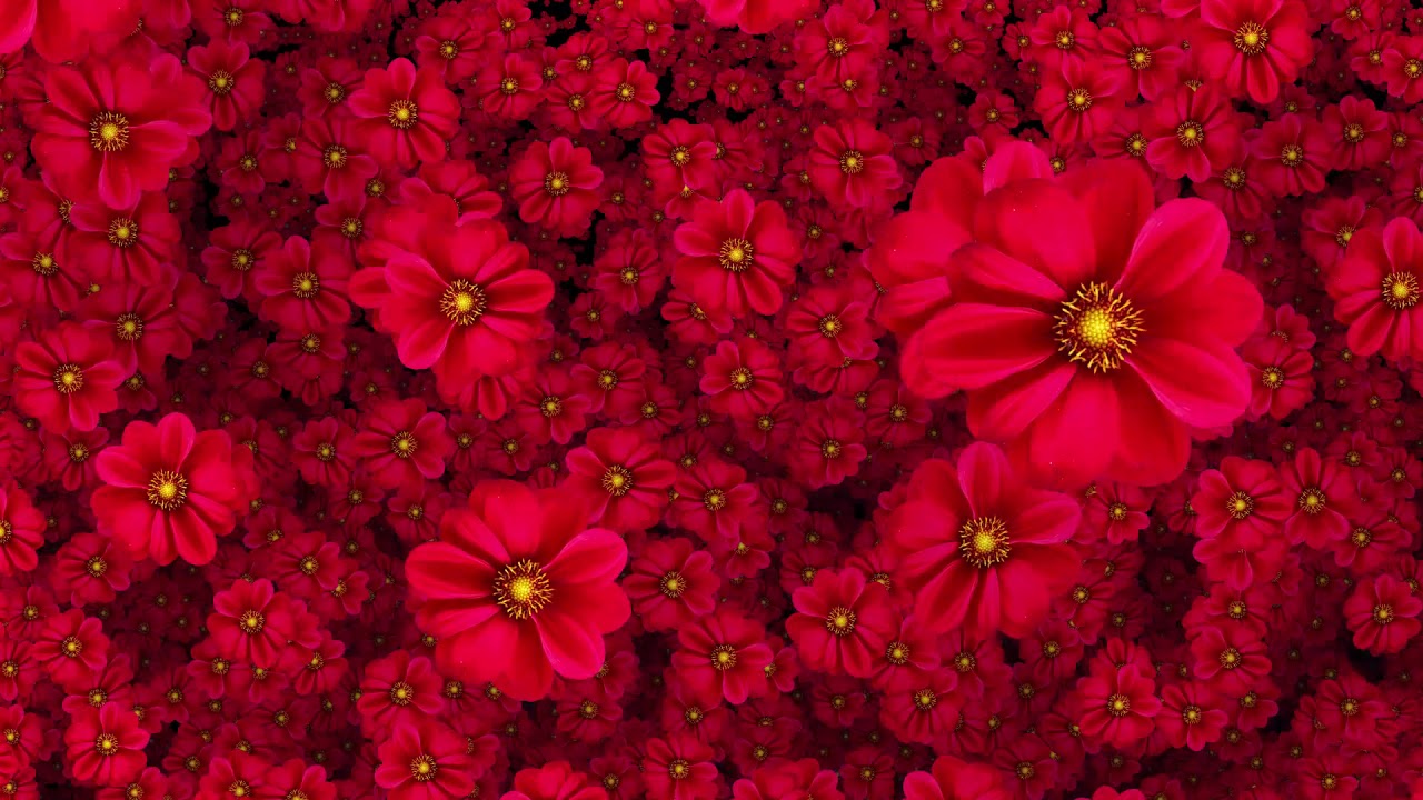 Cool Flowers  Moving  Video Background HD  1080p YouTube