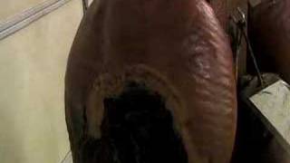 Exclusive 4-H Hams Profile