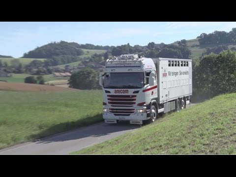 Vidéo: Comment Transporter Des Animaux